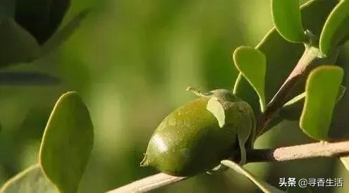 芳疗植物油护肤,芳疗常见植物油功效