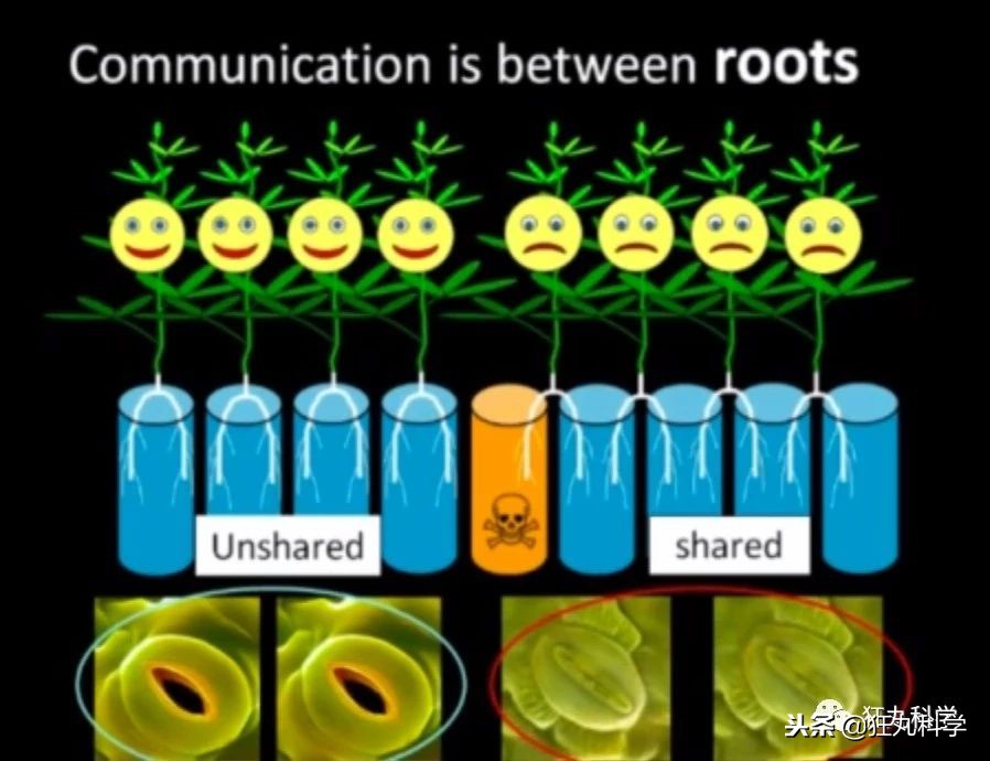 家里阳台上全是花草,家里阳台上的绿植