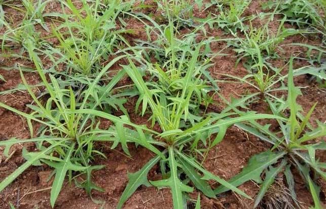 种植什么产业最好赚钱,农田种什么生意好赚钱呢