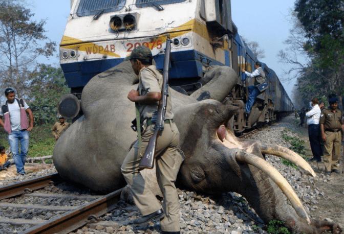 印度烧死大象,印度保护大象