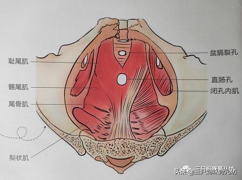 写给产后妈妈：你的身体亟待恢复