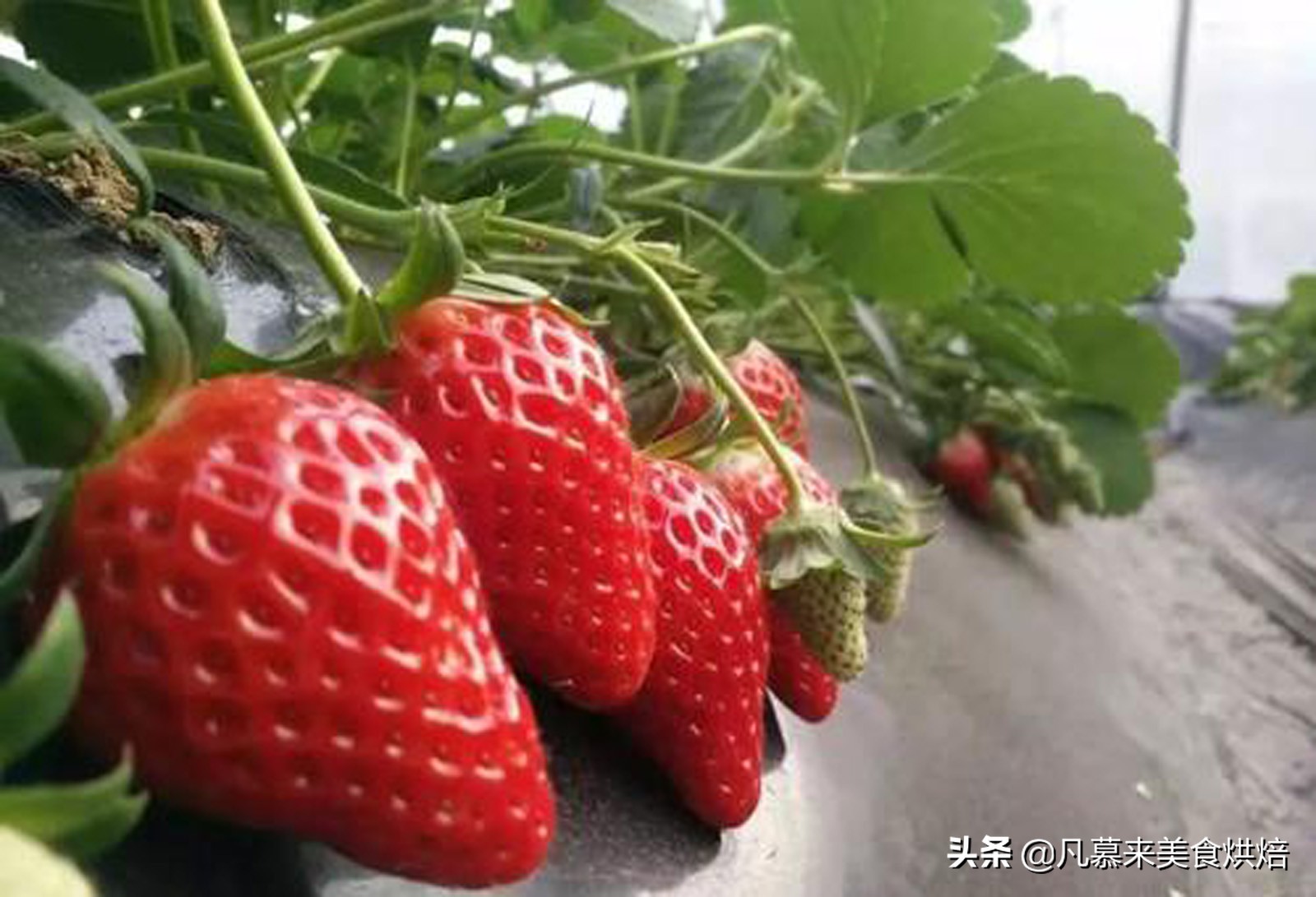 草莓哪个品种最好吃又好种,2018产量最好最大的草莓品种