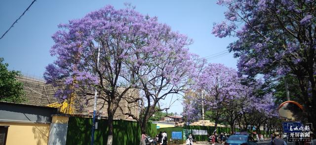 莲华小学蓝花楹校区在哪里,莲华小学蓝花楹校区怎么样