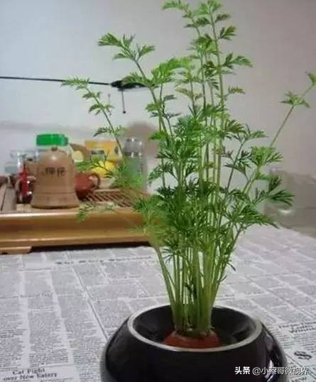 吃完的水果不要扔试试在家就能种,吃完的水果种子