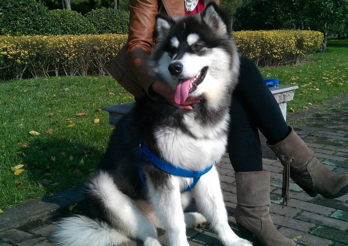 阿拉斯加犬怕鬼,阿拉斯加犬不怕主人闺蜜欺负主人