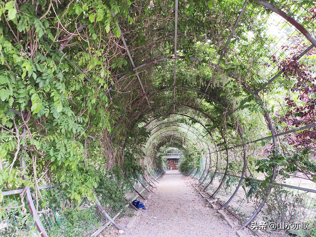 石家庄也有这么漂亮的风景,石家庄橘子洲