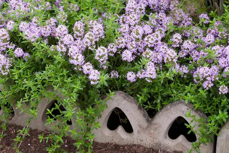 观花草本植物推荐,最具观赏性的观叶植物