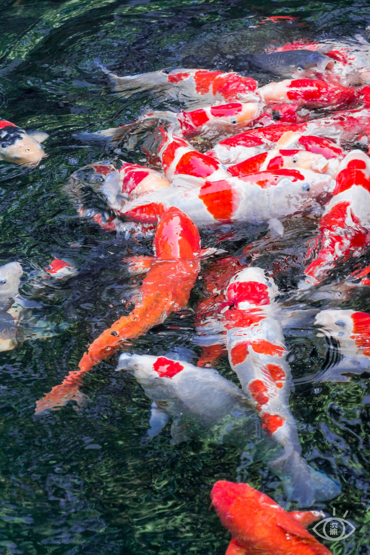 深圳十大顶级公园,深圳市十大风景公园排名
