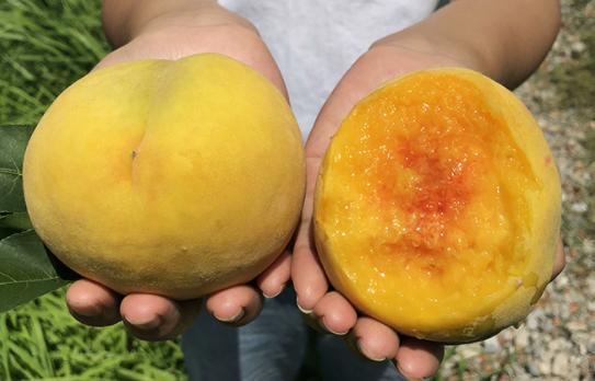 “黄色”诱惑，至美味觉—黄桃（1）