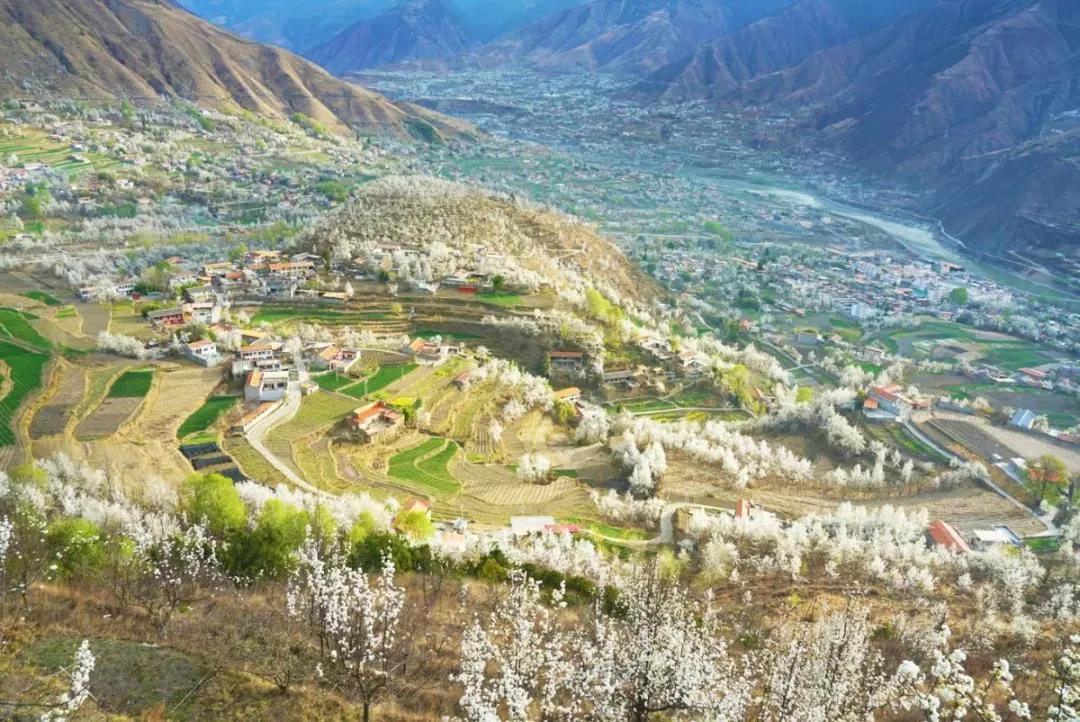 3月川西惊艳了所有人,千树万树梨花开川西