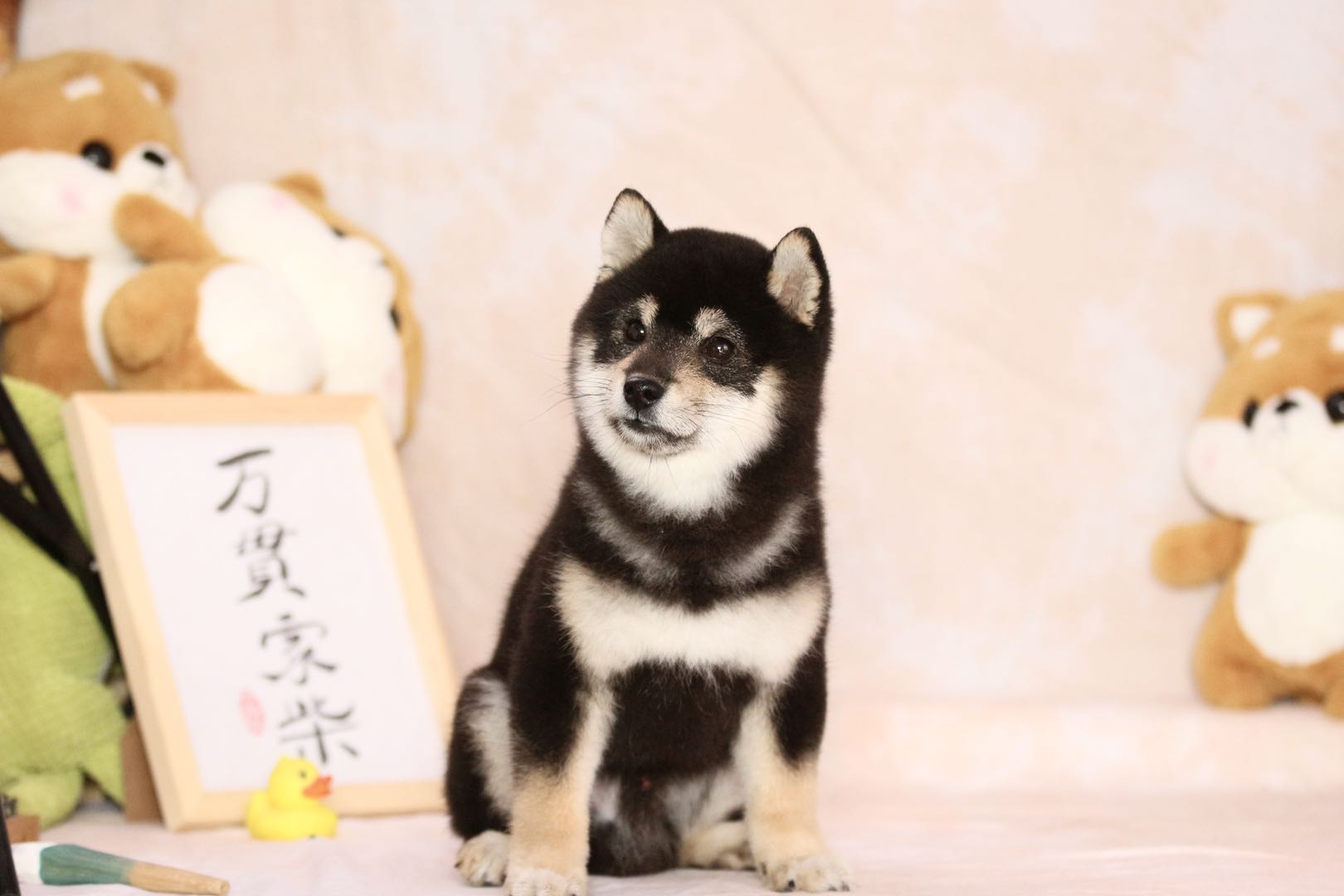 秋田犬和柴犬的区别,柴犬和秋田犬有啥区别