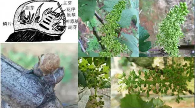 葡萄树盆栽不结果怎么办,葡萄树不长叶怎么处理