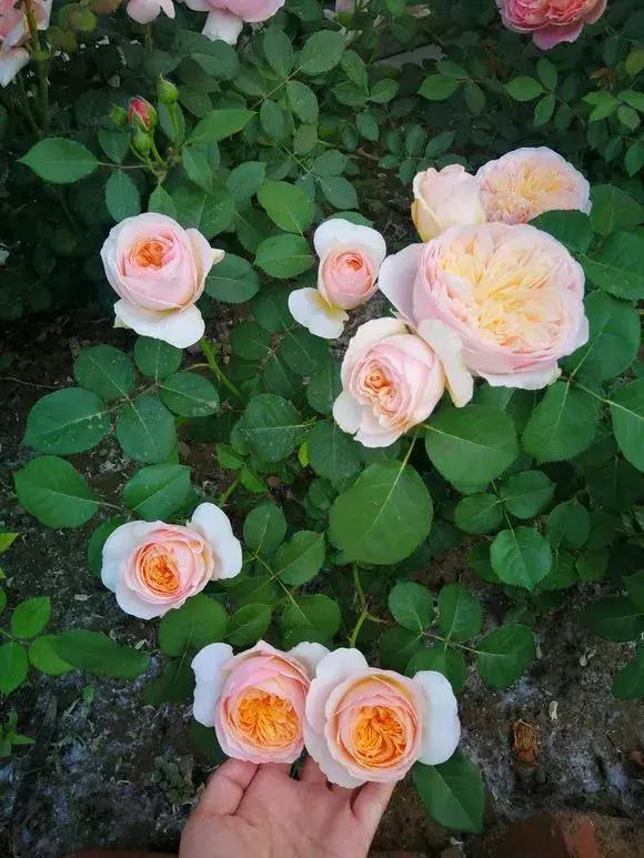 老花农不小心透露，花盆里倒3滴油，1个月爆盆，全年不用施肥