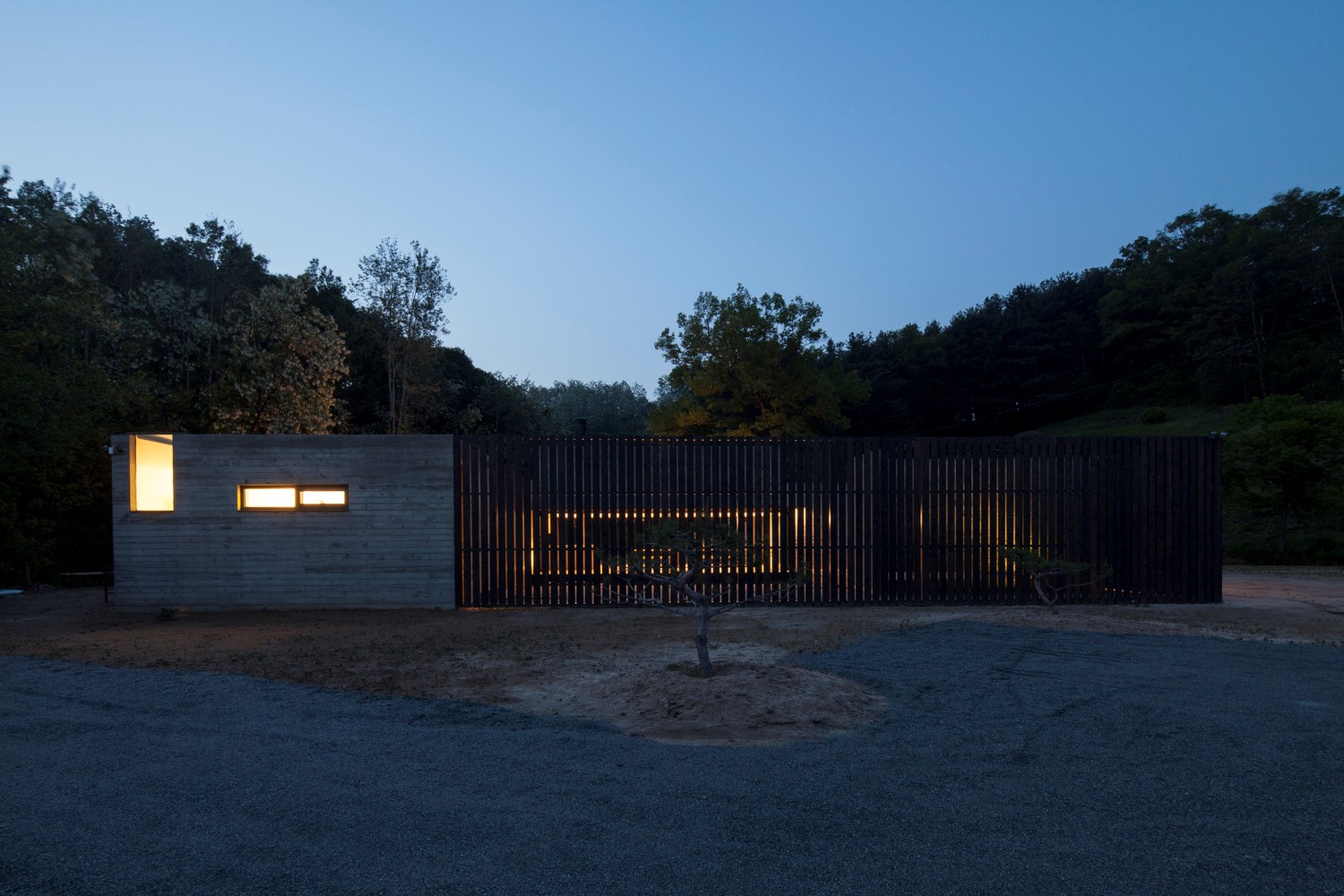 韩国蒲公英,韩国野生蒲公英的种植