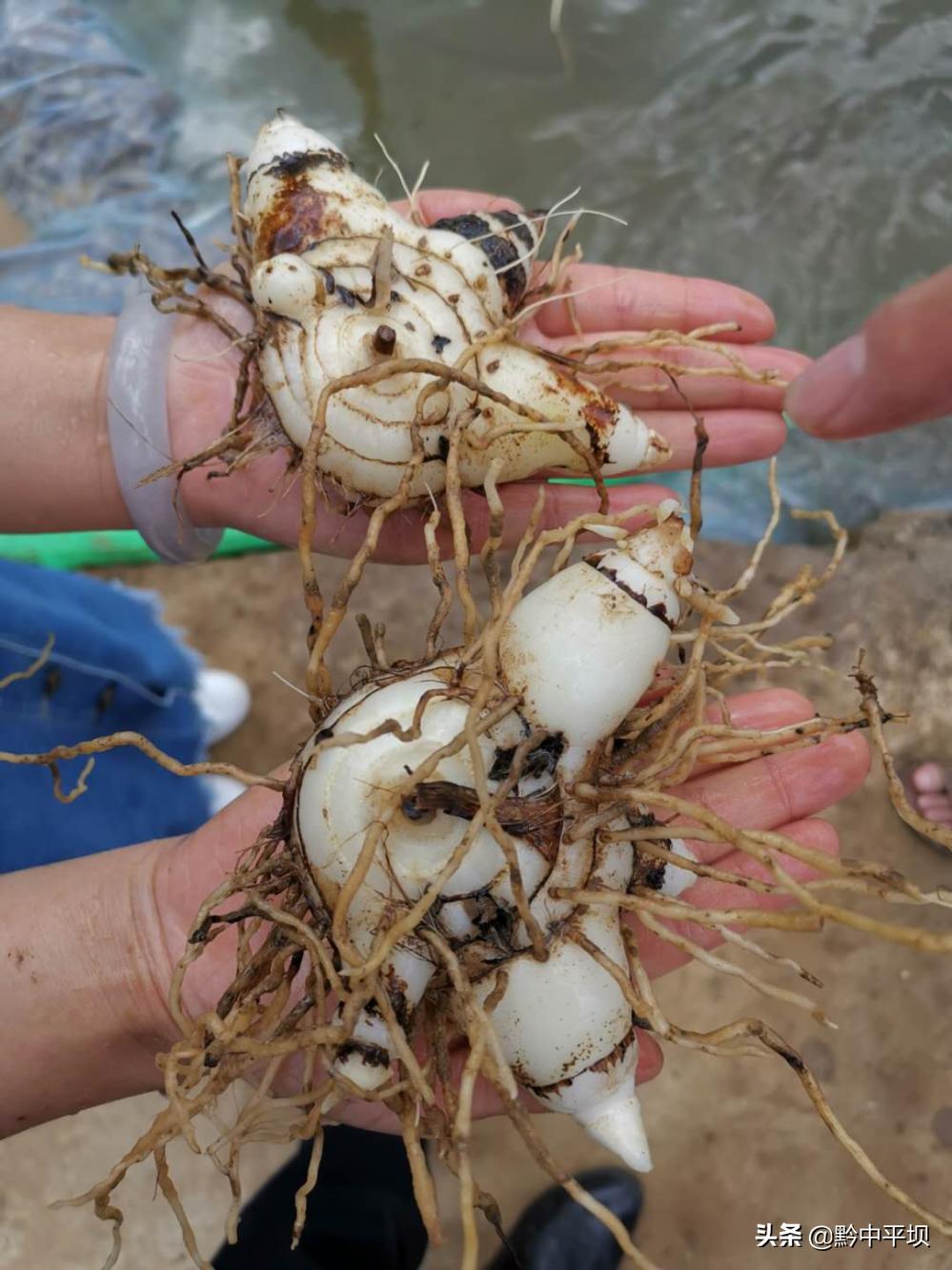 华春莹点赞贵州白及产业正向百亿级发展