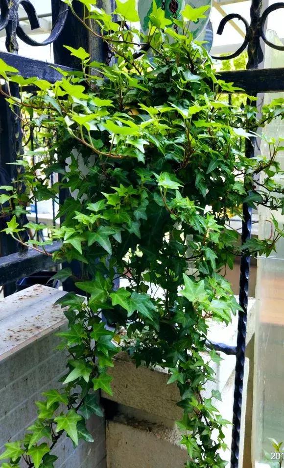 适合室内养的不见阳光的垂吊花,适合阳台种的垂吊花一年四季开花