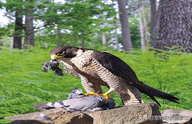 超级掠食者完整视频,最顶尖的捕食者