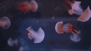 南阳市动物王国门票,南阳市动物主题公园