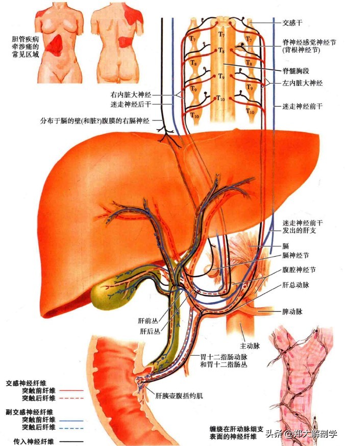呼吸系统消化系统神经系统的组成,消化器官的神经支配图片