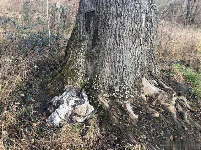 用照片说话：德国幻影公司“黄蜂II”Z4迷彩实际伪装效果如何？