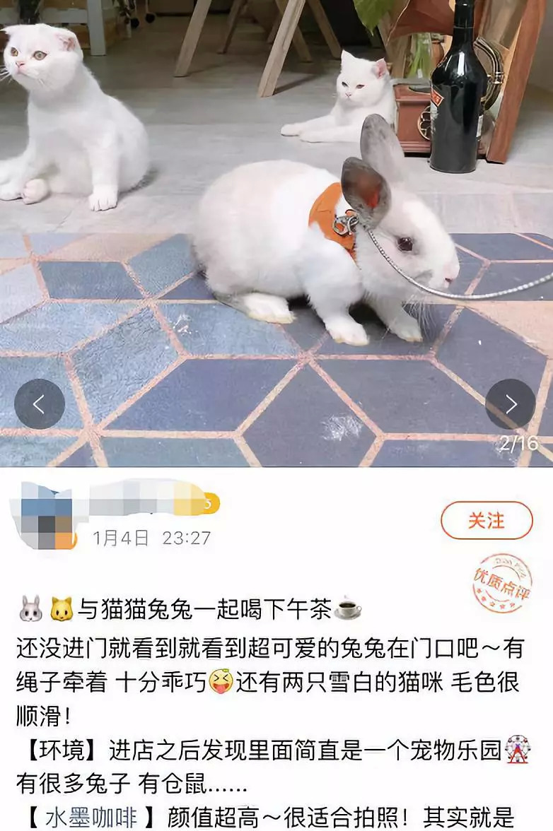 猫咖养小浣熊,小浣熊异宠