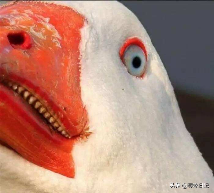 怎么选肥鹅最好吃,鹅肥怎么做好吃