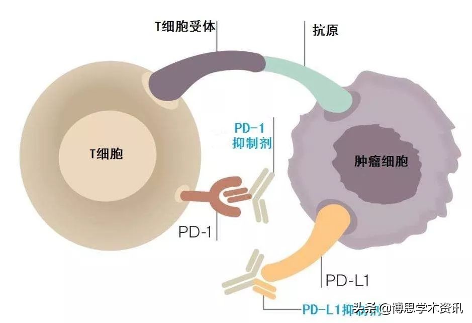 中国药科大学药物治疗学,中国药科大学中药资源与新药开发