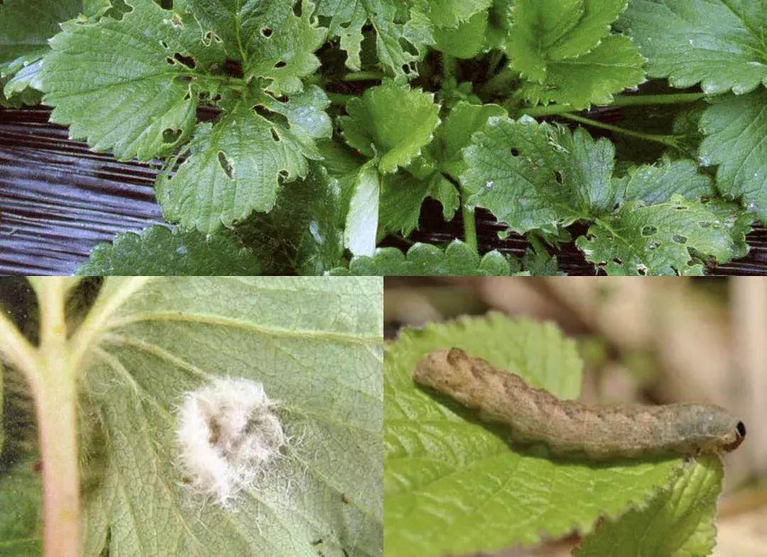 草莓蓟马虫害的症状与防治,秋季草莓虫害危害重点防治与识别