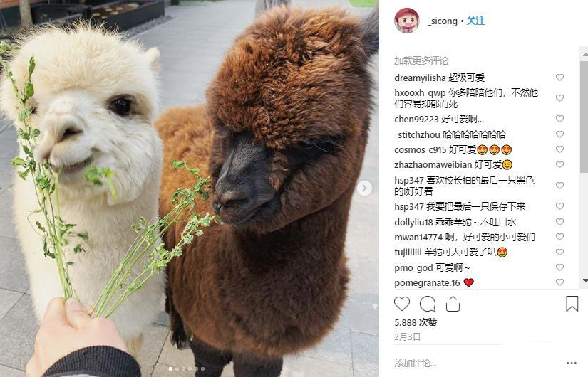 王思聪买的宠物鸭,王思聪买的鸭子