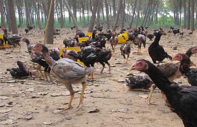 斗鸡养殖技术视频致富经,斗鸡的养殖方法和注意事项