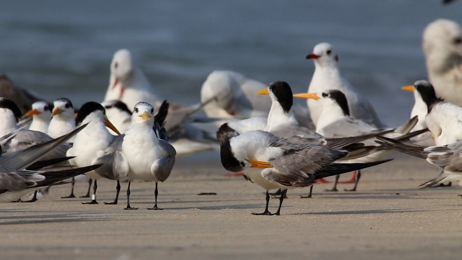 国外女飞行员飞行途中遭遇险情,女飞行员遇到的奇怪事