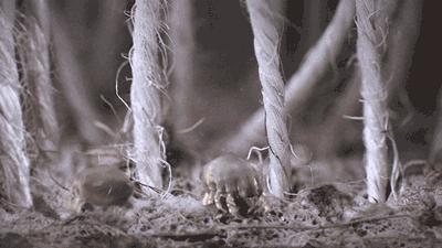 珀婷pertine除螨仪,珀婷除螨喷雾剂测评