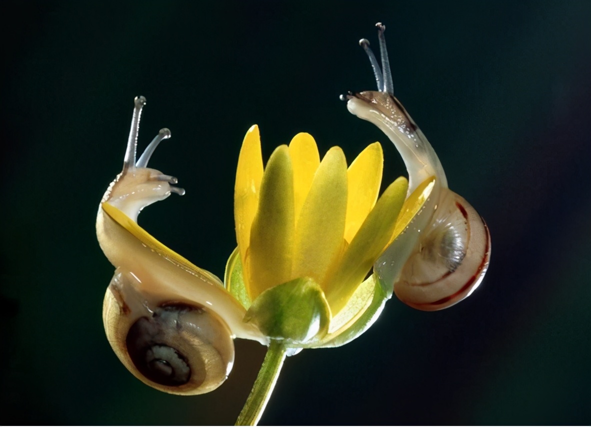 是雌雄一体的动物,既是雌性又是雄性