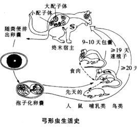 怀孕怎么科学养猫,孕期养狗技术大全