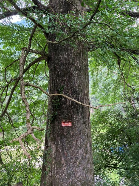 相约清凉避暑2日游！自驾醉美云雾仙境，贵州“香格里拉”