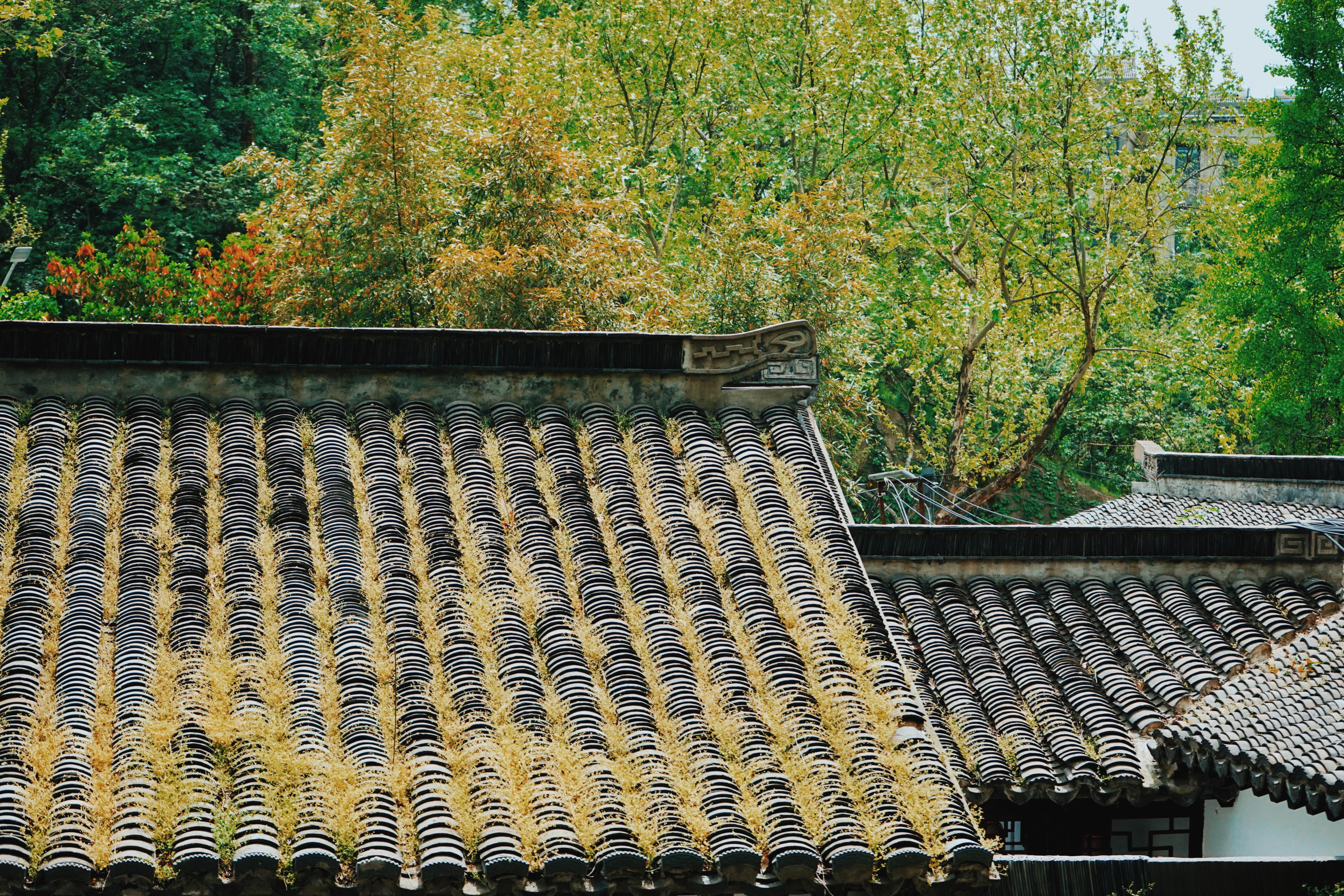 森林公园清凉山,清凉山一道美丽的风景线