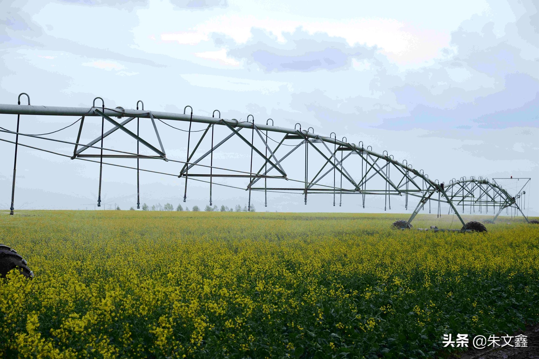 呼伦贝尔农垦纯牛奶三河牛,呼伦贝尔大草原三河牛