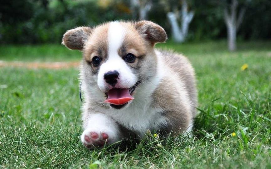 柯基犬的毕生愿望你完成了几个,柯基犬喜欢做什么事情