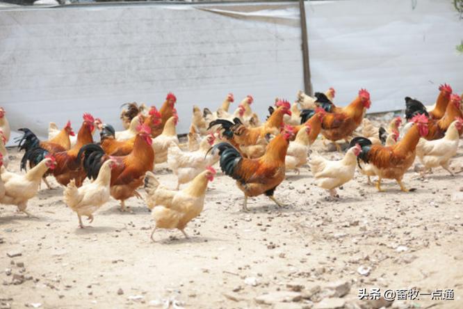 肉鸡的发育特点你知道吗？