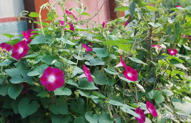 牵牛花种子怎么种植,牵牛花种子怎么种