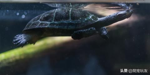 龟溺水后要干养吗,龟溺水救回来了还会死吗