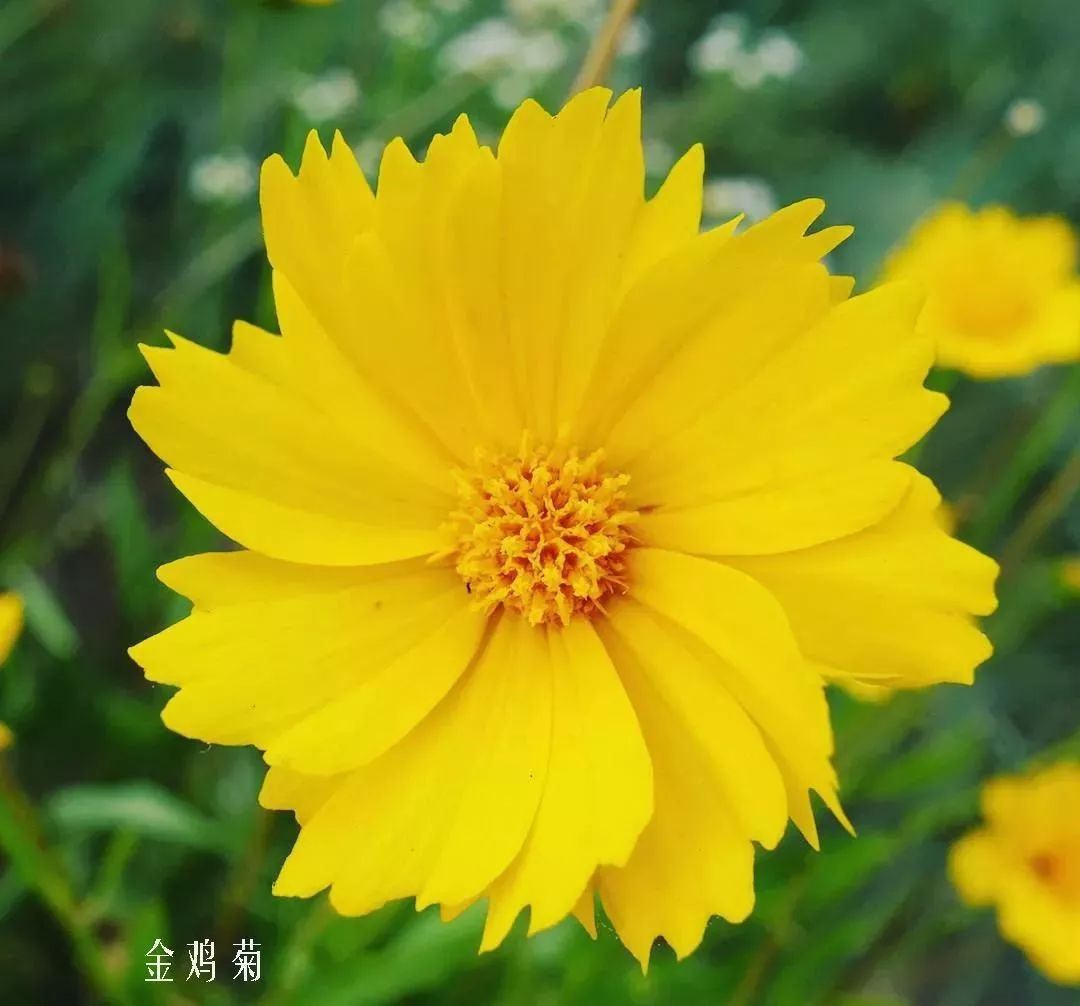 鲜花店常见花材品种大全,花店里同款的两种不同价格的花材