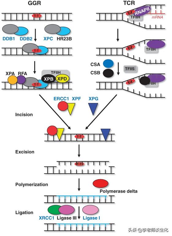 参与损伤dna切除修复的酶,DNA损伤修复机制