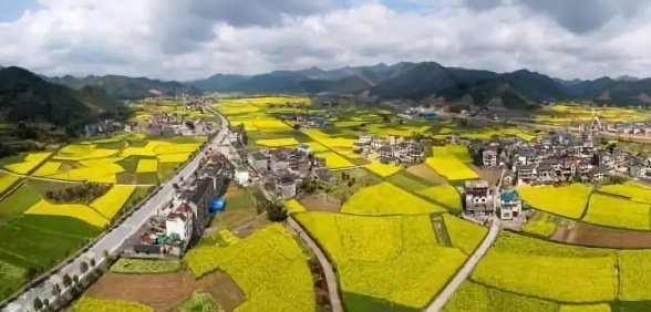 在哪里看油菜花好美哟,开化油菜花最佳观赏地