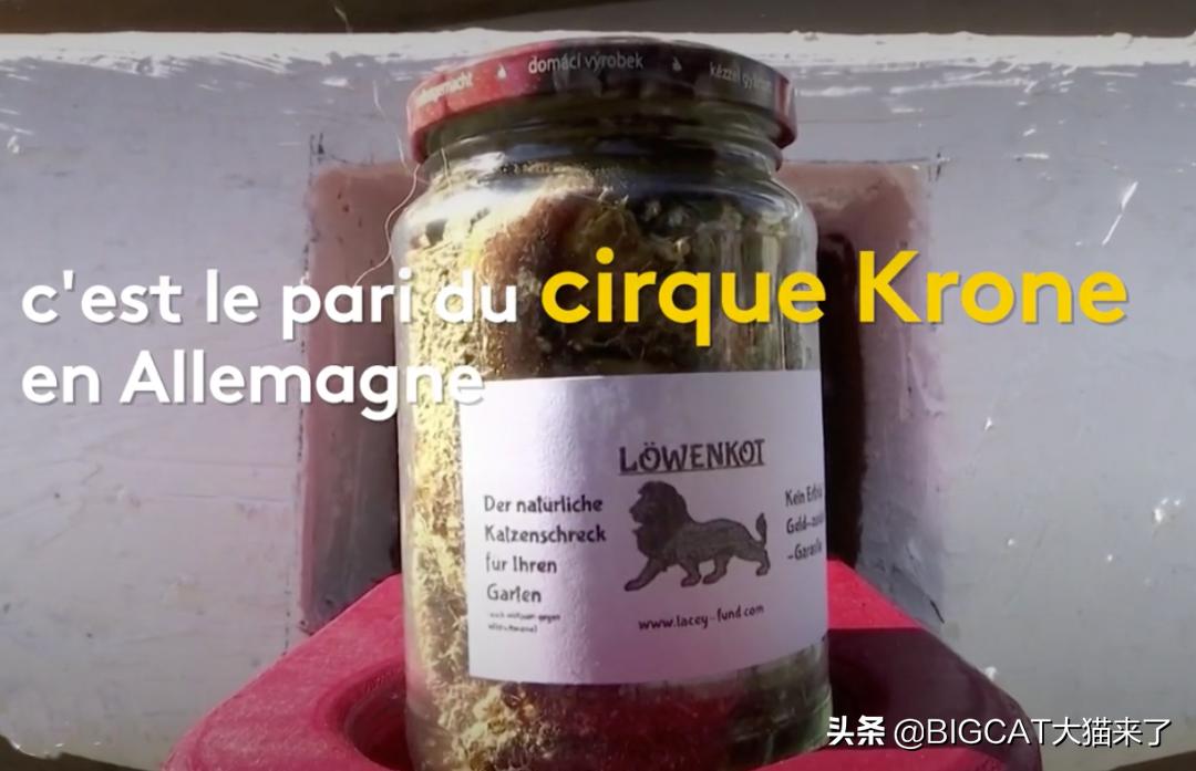 狮子粪便可以吓跑猫?德国一家马戏团出售狮子粪便,卖出2000多罐