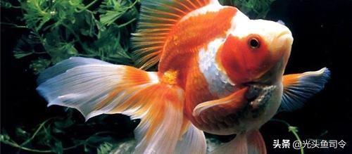 青蚯蚓和红蚯蚓哪个钓鱼效果好,大蚯蚓钓鱼好还是小蚯蚓好