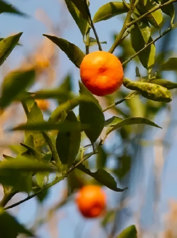 快乐的苏州西山农家乐之旅,苏州西山农家乐自驾游攻略图