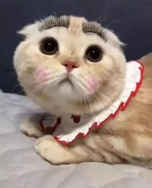 养猫招财到什么程度最好,猫咪是招财猫的象征