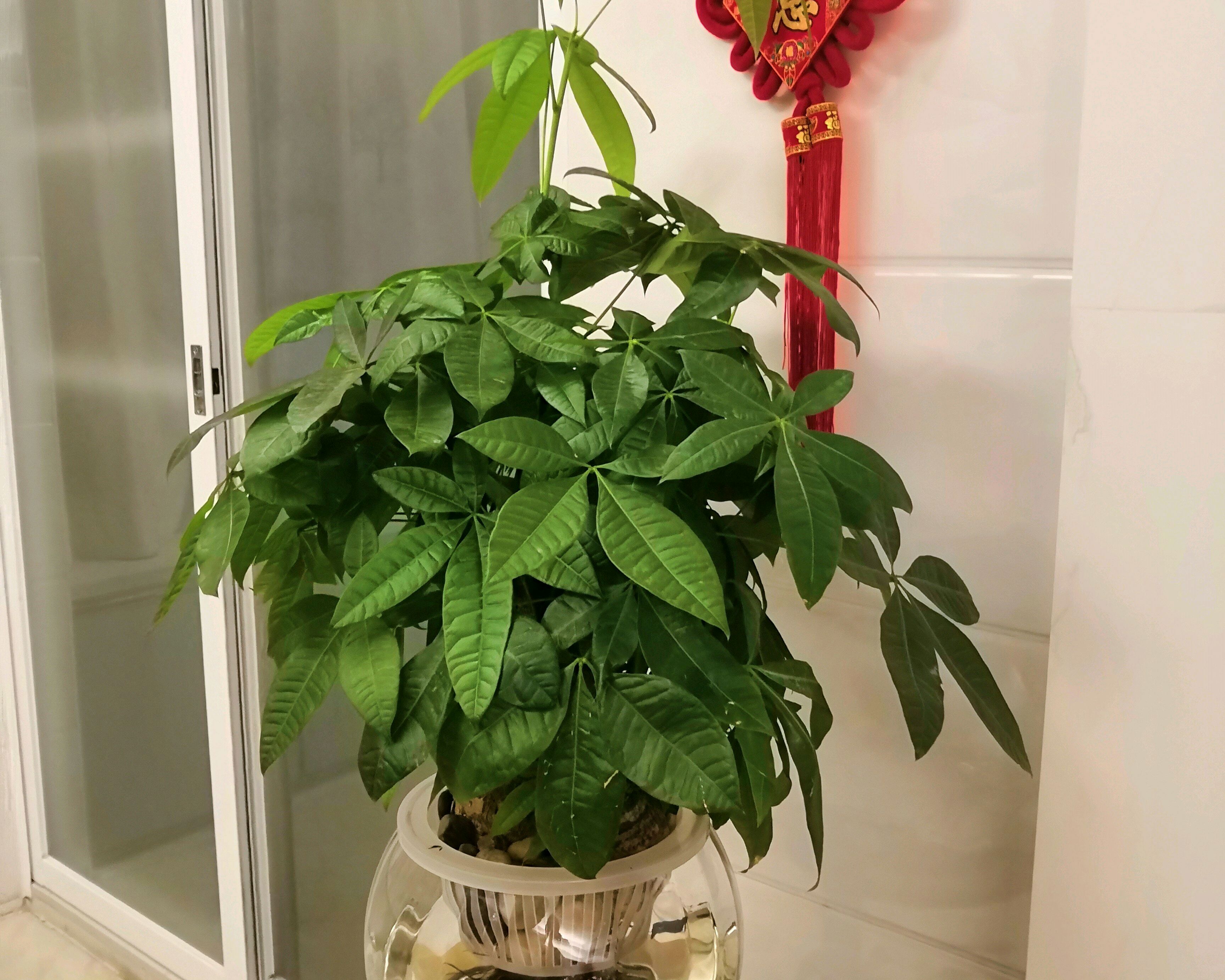 养的发财树黄叶特别多怎么办,发财树叶子发黄下垂发软怎么处理