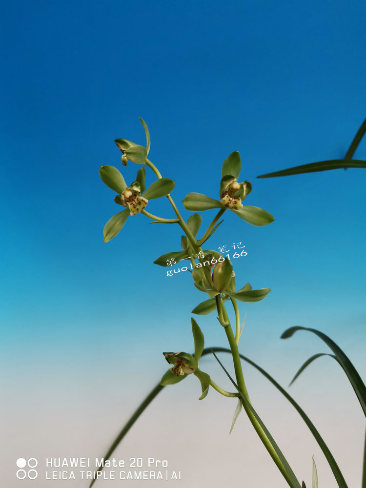 「花开欣赏」0335:送春绿如意的经典绽放